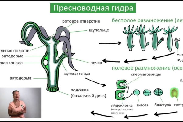 Найти зеркало кракена