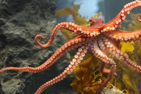Kraken istand onion