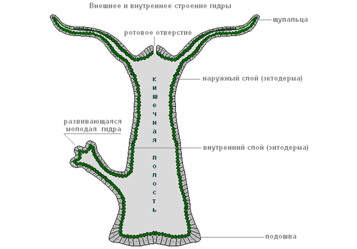 Ссылка адрес на кракен